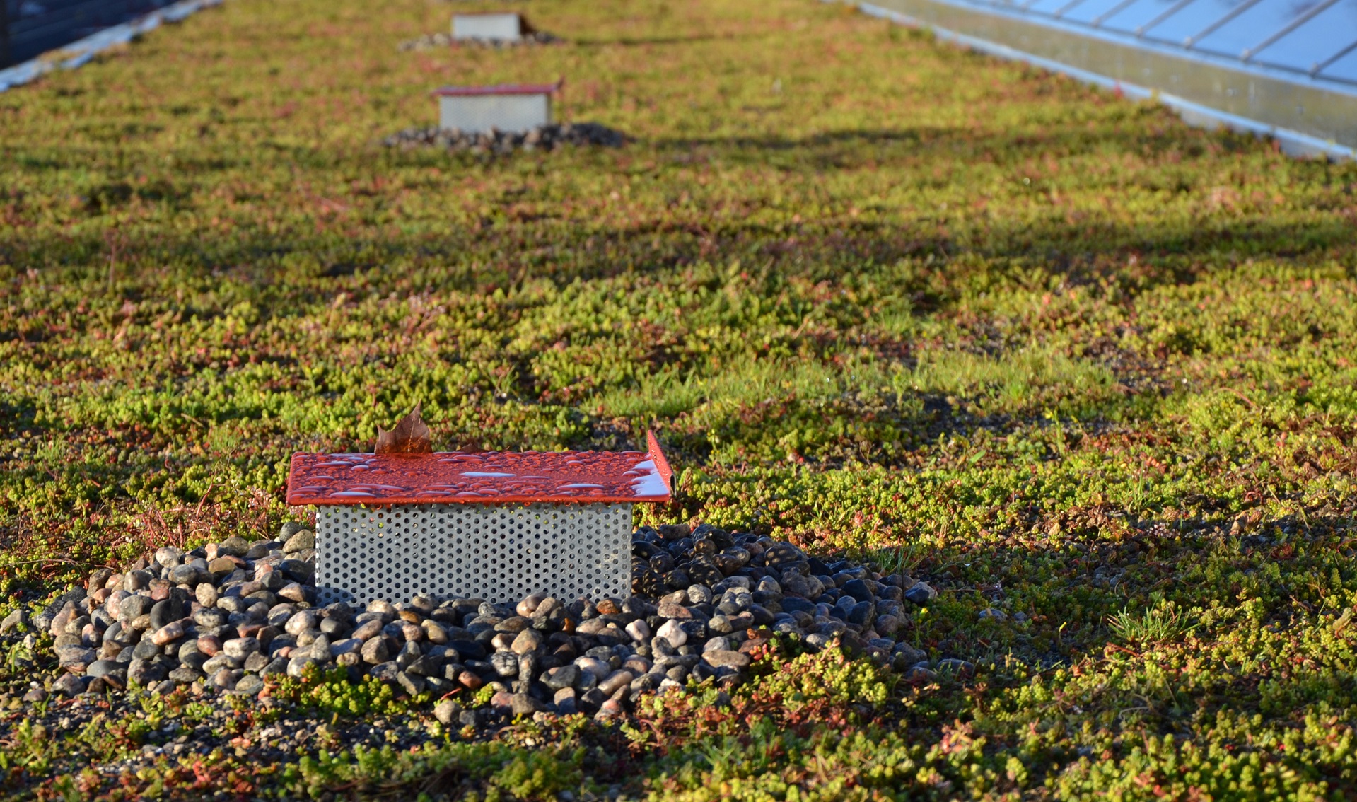 Dachbegrünung – Vielfacher Nutzen